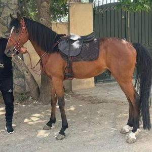 اسب نریان تروبرد ۴ سال