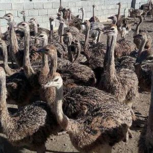 فروش جوجه شترمرغ یکماهه ، جوجه شترمرغ دو ماهه