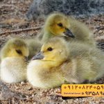 🐣🐣🐣 *جوجه غاز گوشتی*🐣🐣🐣