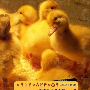 🐣🐣🐣 *جوجه اُردک گوشتی*🐣🐣🐣