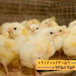 🐣🐣🐣 *جوجه راس ۳۰۸*🐣🐣🐣