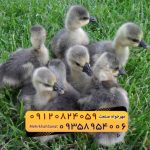 🐣🐣🐣 *جوجه غاز گوشتی*🐣🐣🐣
