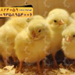 🐣🐣🐣 *جوجه راس ۳۰۸*🐣🐣🐣