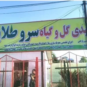 نهالستان گل و گیاه سرو طلایی | فروش نهال در گیلان و ارسال به سراسر ایران