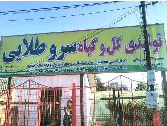 نهالستان گل و گیاه سرو طلایی | فروش نهال در گیلان و ارسال به سراسر ایران