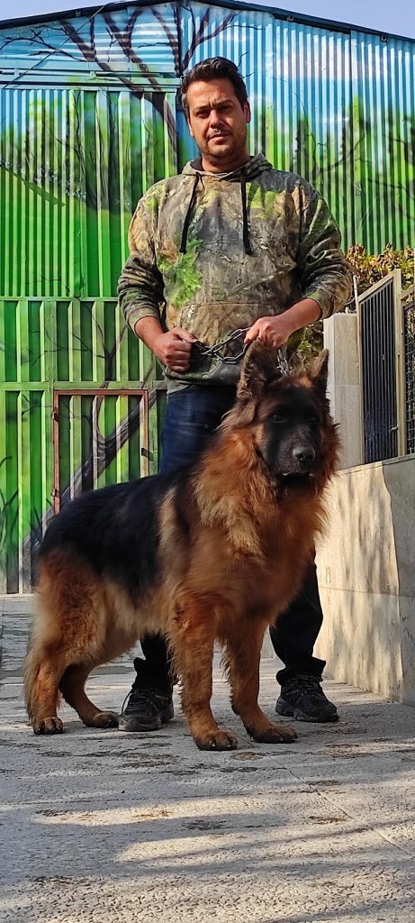 سگ ژرمن شپرد سگ همه فن حریف نگهبان