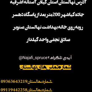 نهال صنوبر اصلاح شده زود رشد