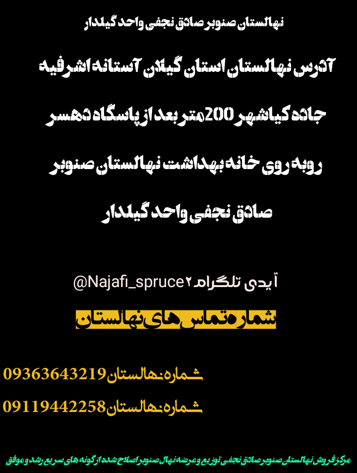 نهال صنوبر اصلاح شده زود رشد