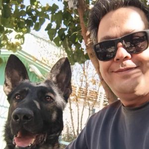 فروش سگهای ژرمن شپرد شولاین و ورکلاین اموزش دیده