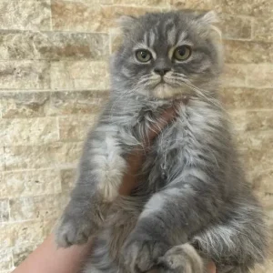 پانسیون خصوصی خانگی گربه