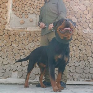 توله روتوایلر اروپایی اصیل(پوزه دلقکی): نسل برتر در انتظار خانه شما