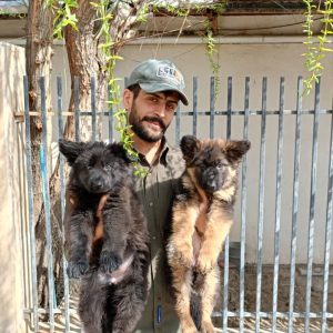 فروش 5 قلاده توله ژرمن کینگ