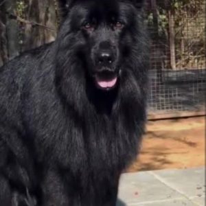 فروش، خرید، تولید تمام نژاد های سگ/آموزش و تمامی خدمات مربوطه تحت نظر تی